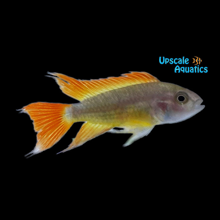 Orange Flash Apisto. Cacatuoides (Apistogramma cacatuoides orange flash)