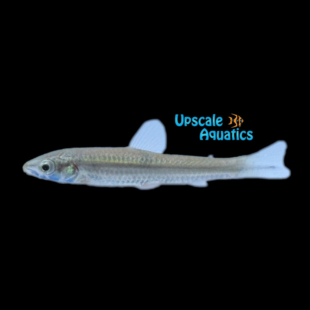 Pongo Characin (Pardon pongoensis)