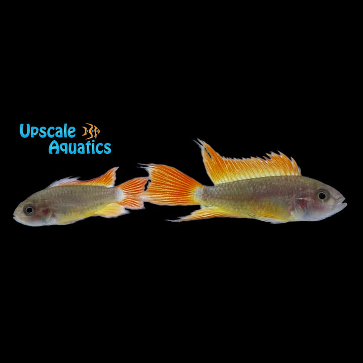 Orange Flash Apisto. Cacatuoides (Apistogramma cacatuoides orange flash)