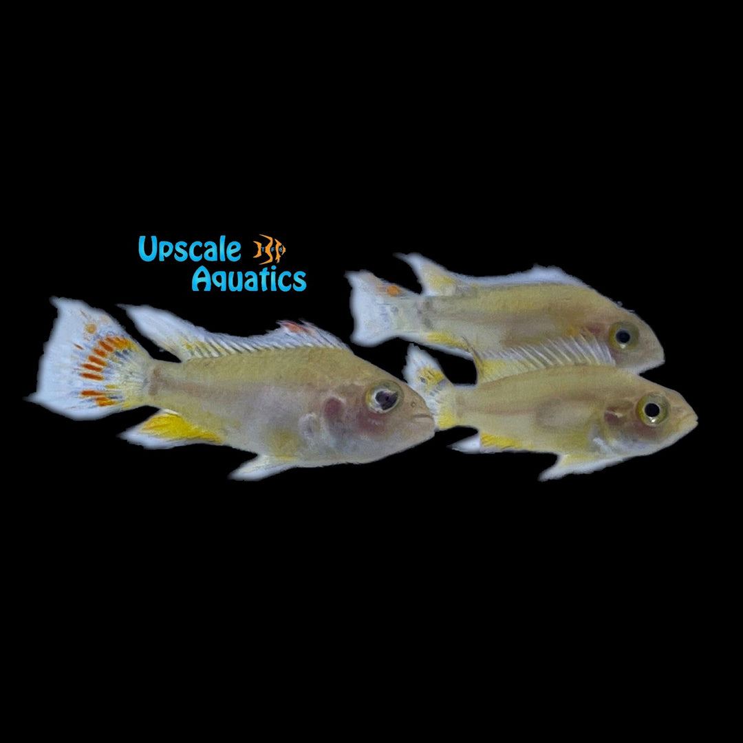 Red & Gold Apisto. Cacatuoides (Apistogramma cacatuoides red & gold)