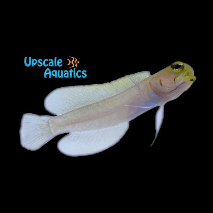 Pearly Jawfish (Opistognathus aurifrons)