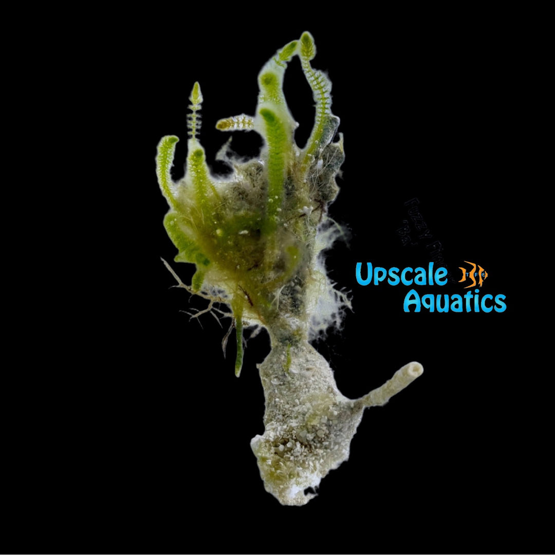 Fuzzy Finger Macroalgae (Batophora oerstedii)