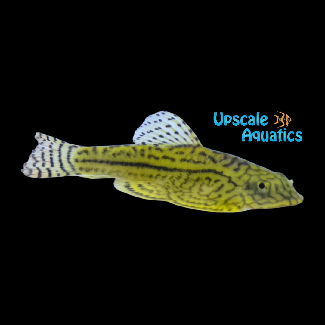 Golden Reticulated Hillstream Loach (Sewellia lineolata)