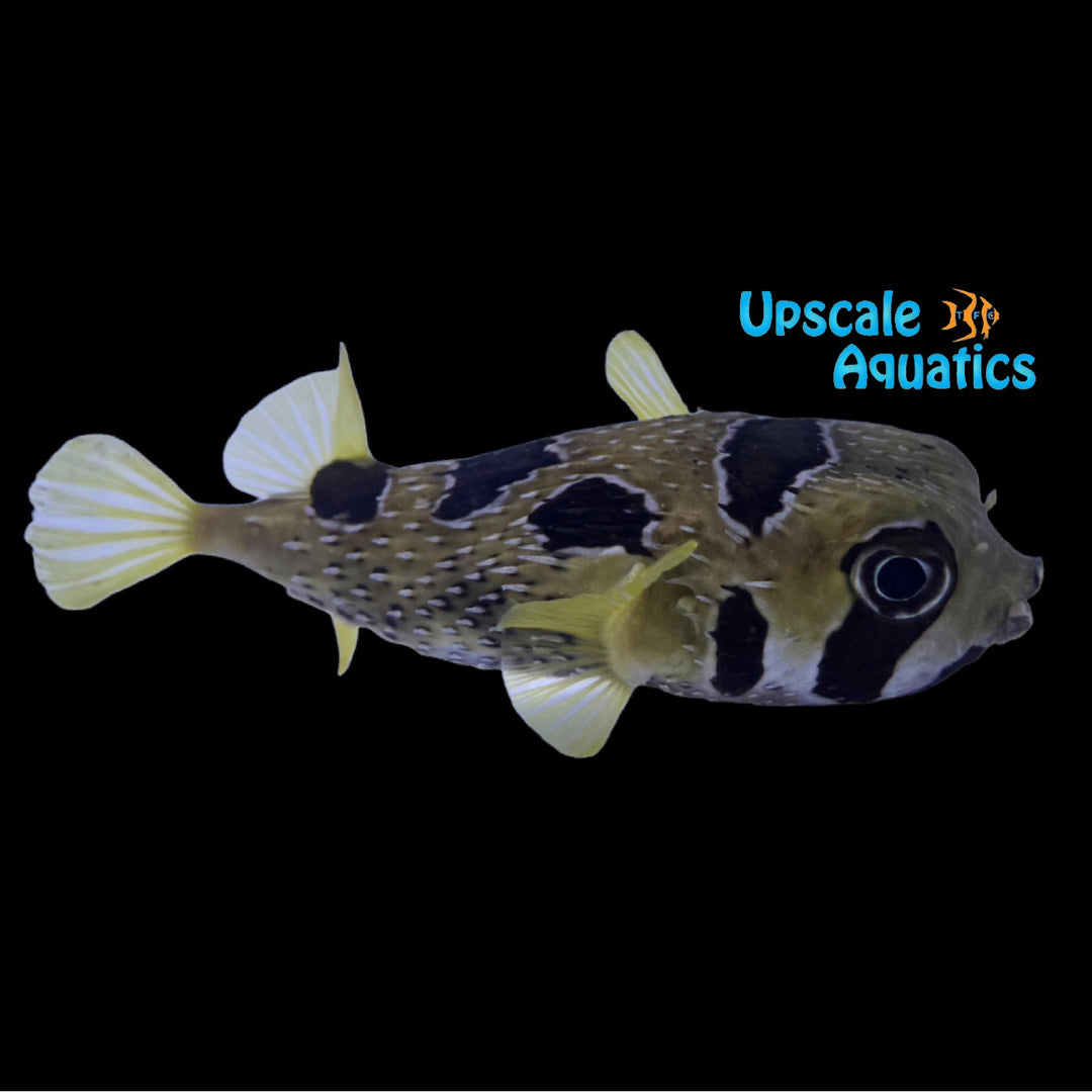 Black Blotched Porcupine Puffer (Diodon liturosus)