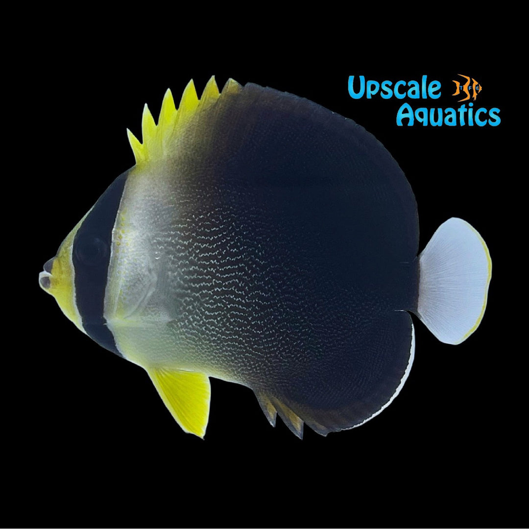Greytail Angelfish (Chaetodontoplus poliourus)