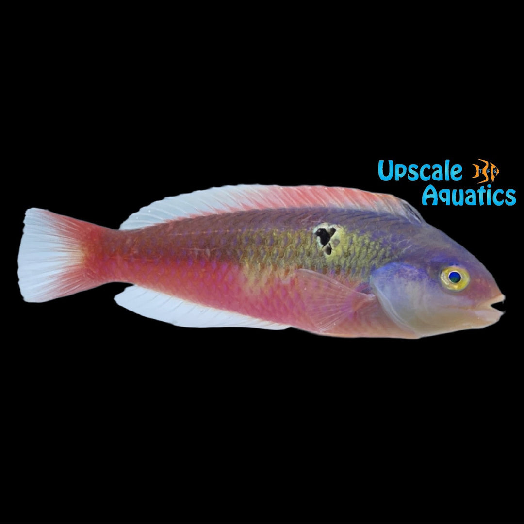 Halstead's Razor Wrasse (Xyrichthys halsteadi)