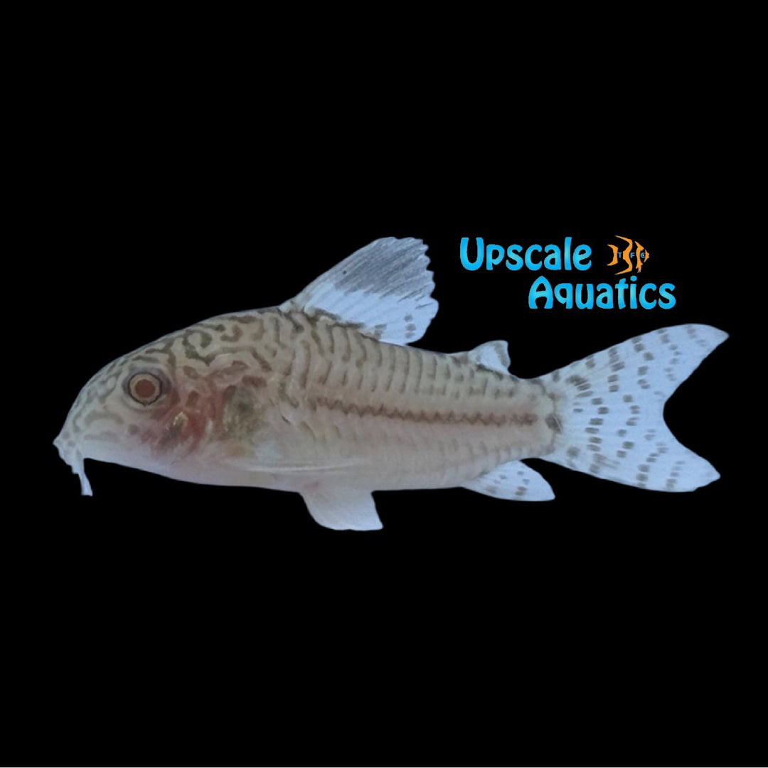 Albino Julii Cory (Corydoras julii)