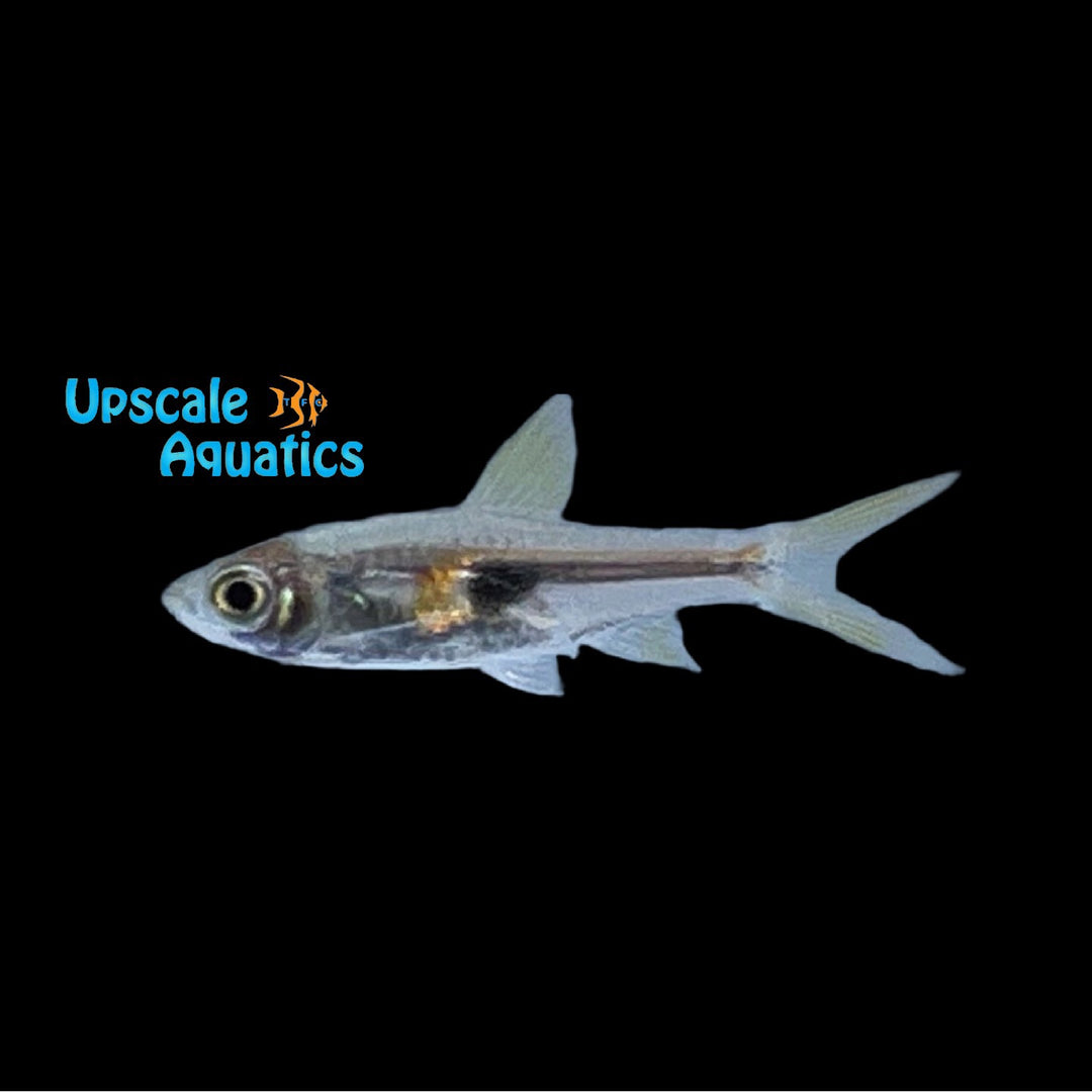 Glowlight Rasbora (Trigonostigma hengeli)