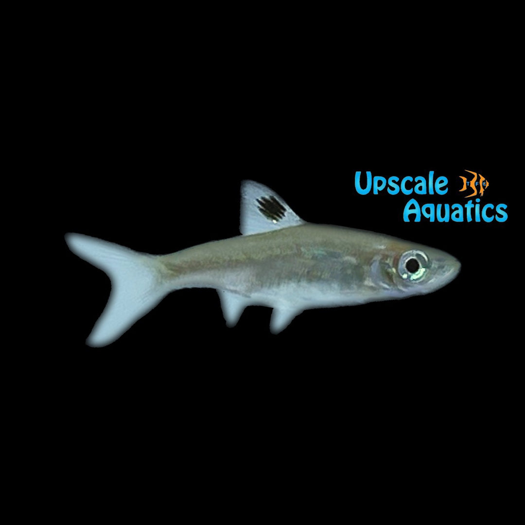 Emerald Eye Rasbora (Brevibora dorsiocellata)