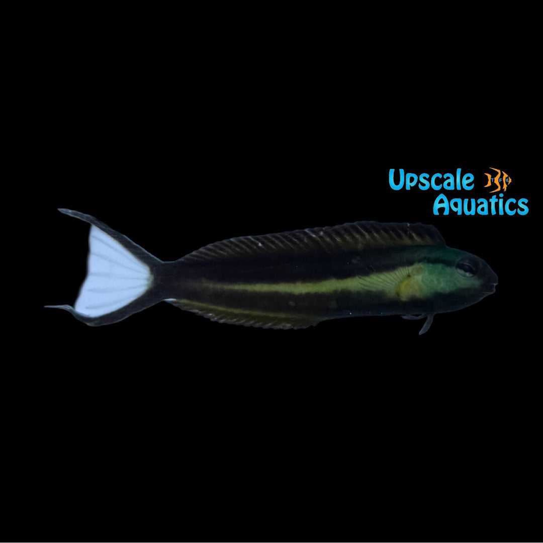 Bundoon Blenny (Meiacanthus bundoon)