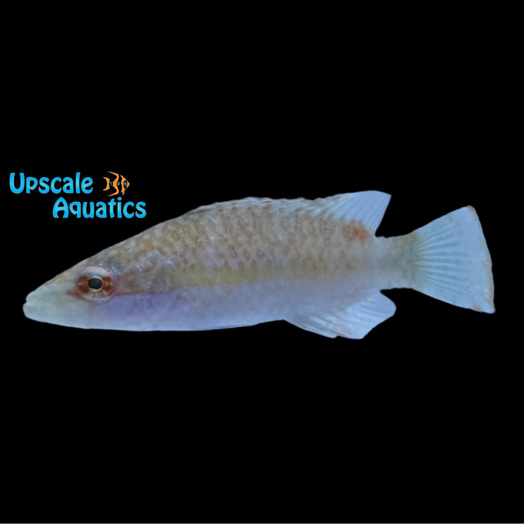 Ringtail Maori Wrasse (Oxycheilinus unifasciatus)