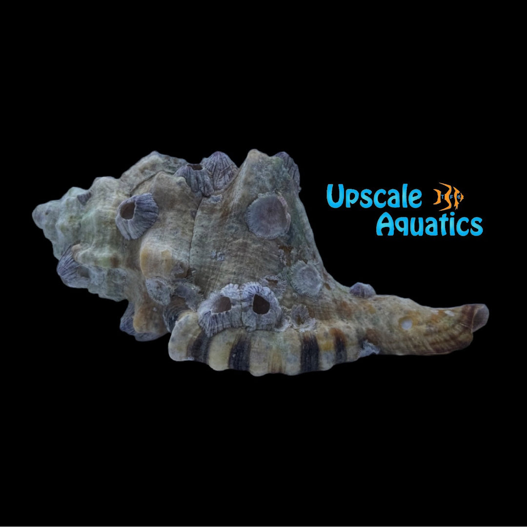 Large Spotted Triton Snail (Cymatium grandimaculatum)