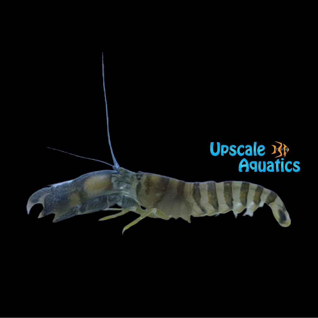 Caribbean Bumblebee Pistol Shrimp (Alpheus sp.)