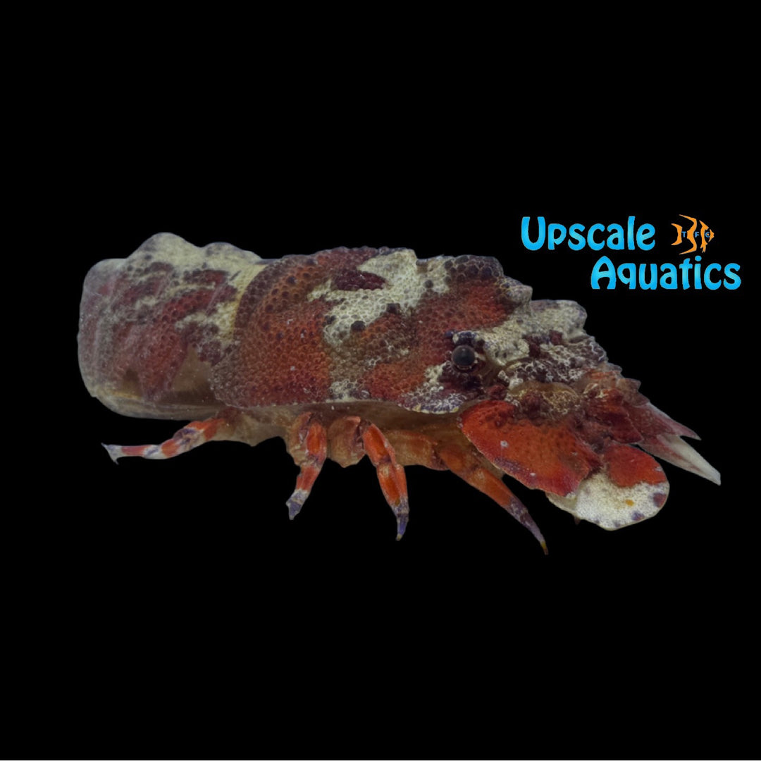 Ridged Slipper Lobster (Scyllarides nodifer)