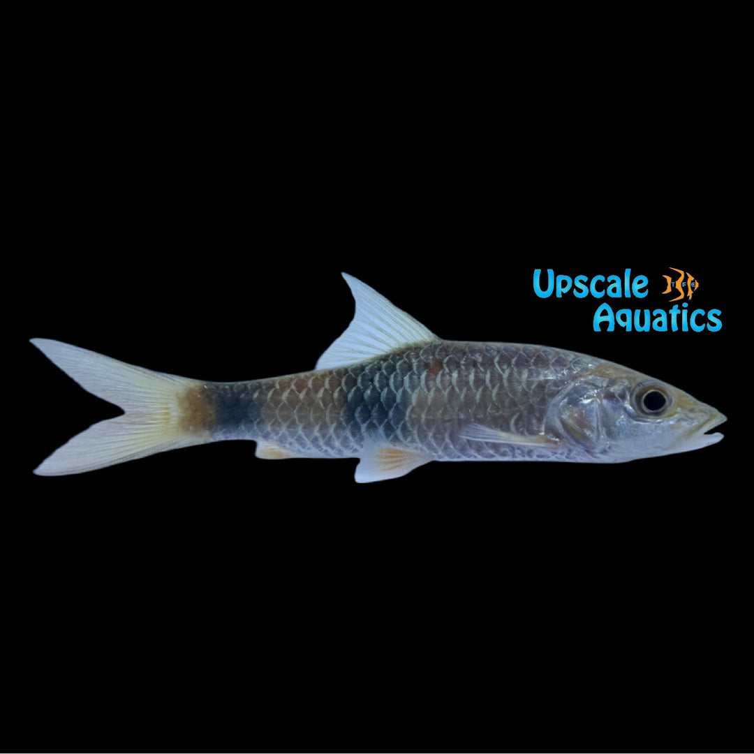Twin Spot Hampala Barb (Hampala bimaculata)