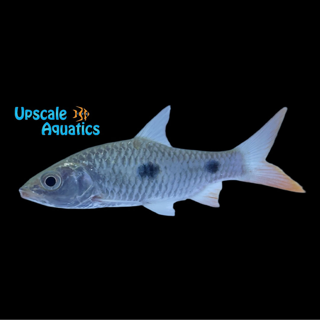 Two Spot Hampala Barb (Hampala ampalong)
