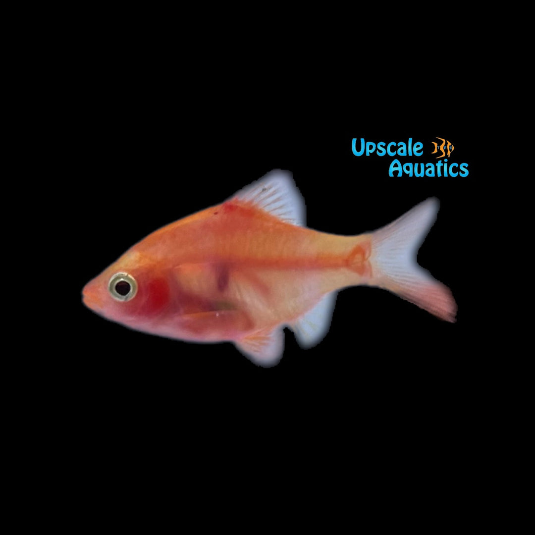 Strawberry Ghost Tiger Barb (Puntigrus tetrazona 'Strawberry Ghost')