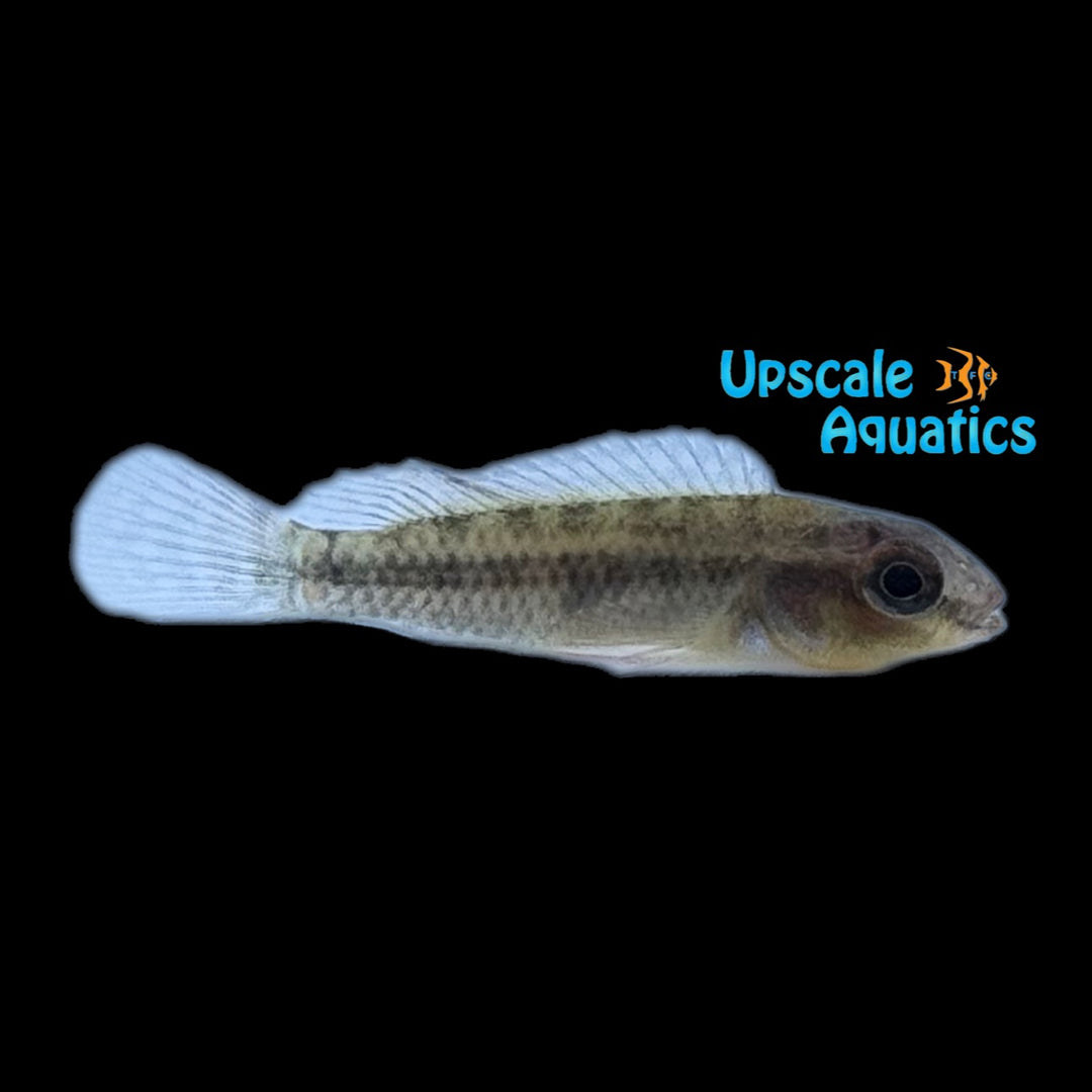 Dimidiatus Dwarf Cichlid (Congochromis dimidiatus)
