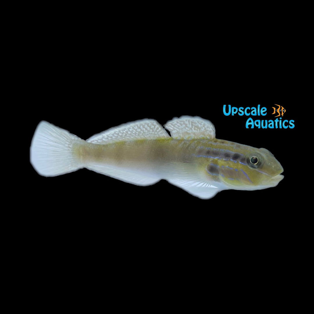 Head Stripe Sleeper Goby (Amblygobius stethophthalmus)
