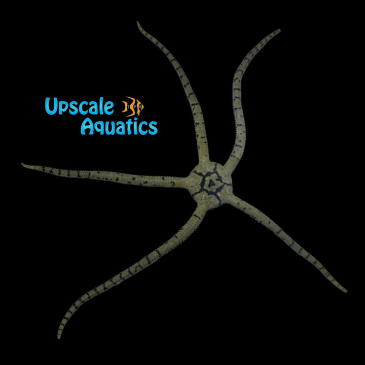 Yellow Striped Serpent Starfish (Ophioderma sp.)