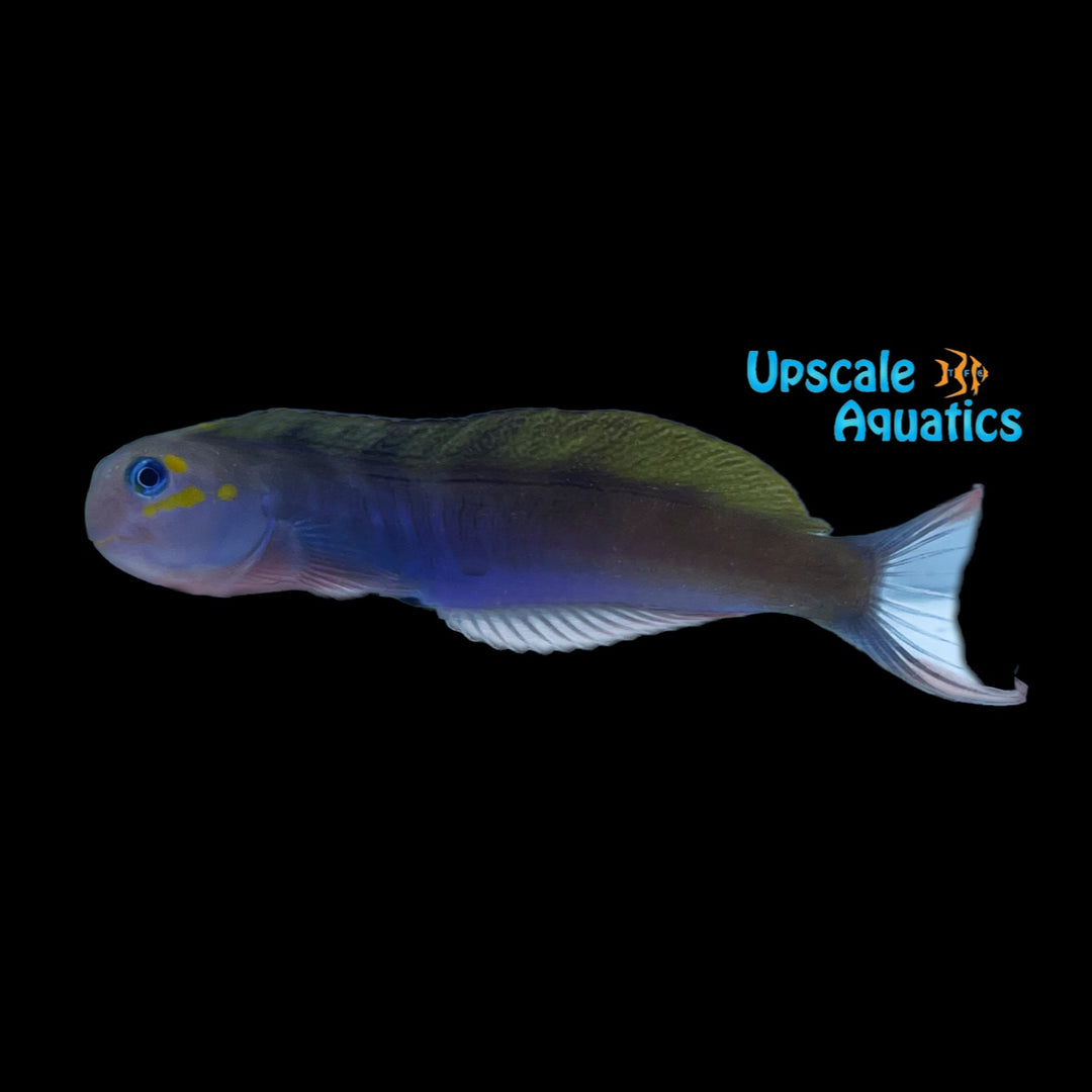 Blue Midas Blenny (Ecsenius midas var.)