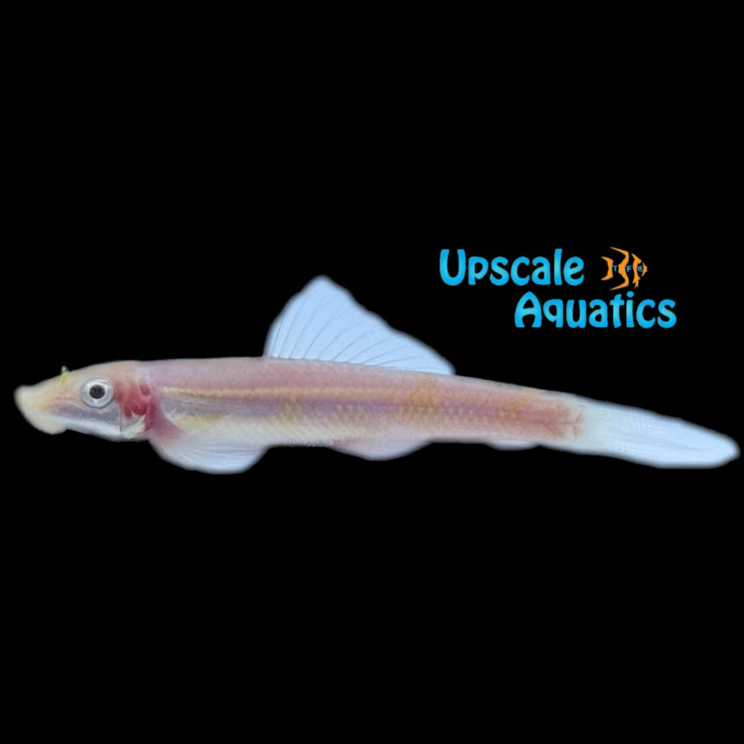 Platinum Chinese Algae Eater (Gyrinocheilus aymonieri)