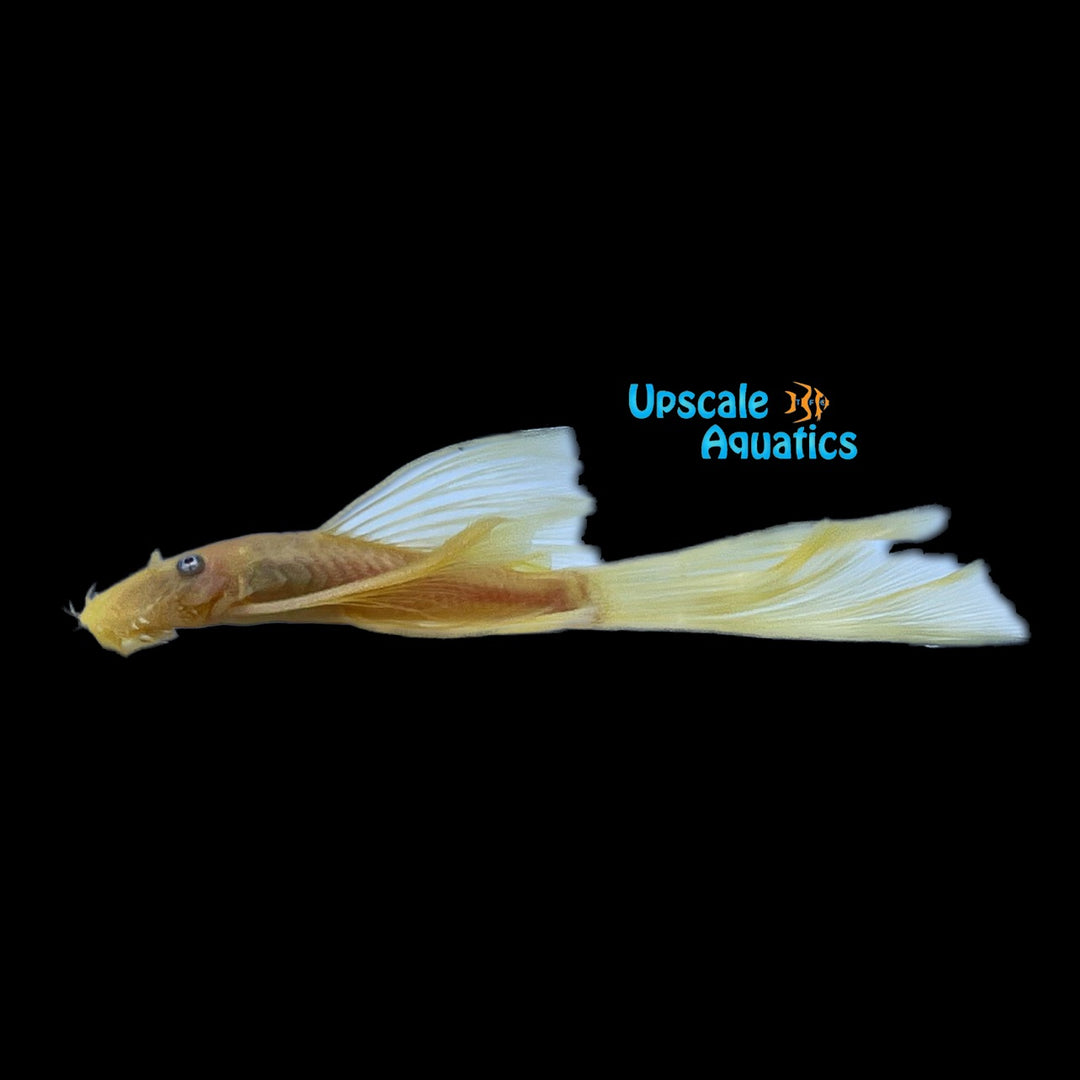 Longfin Blue Eye Lemon Bristlenose Pleco (Ancistrus sp.)