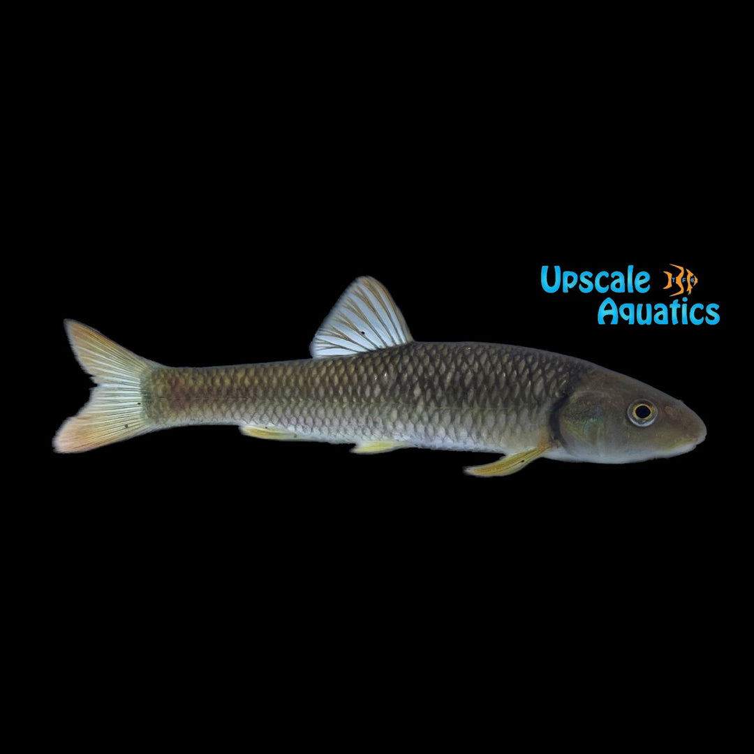 Bluehead Chub (Nocomis leptocephalus)