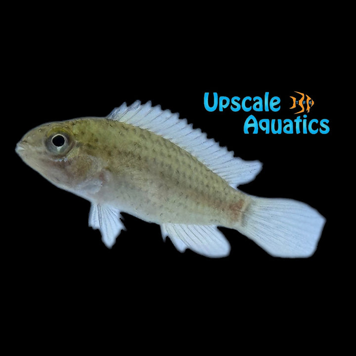 Apisto. Tucurui (Apistogramma tucurui)