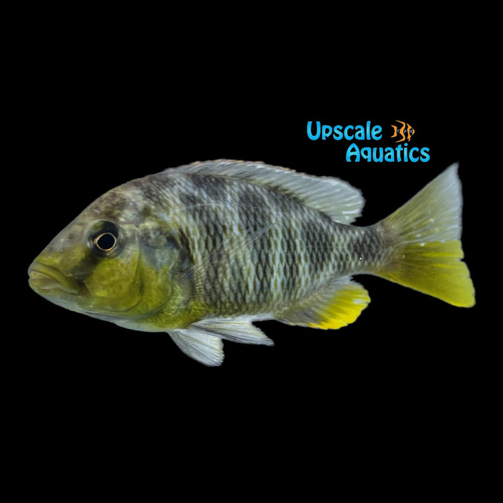 Venustus Cichlid (Nimbochromis venustus)