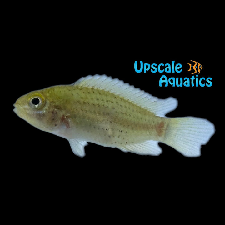 Apisto. Tucurui (Apistogramma tucurui)