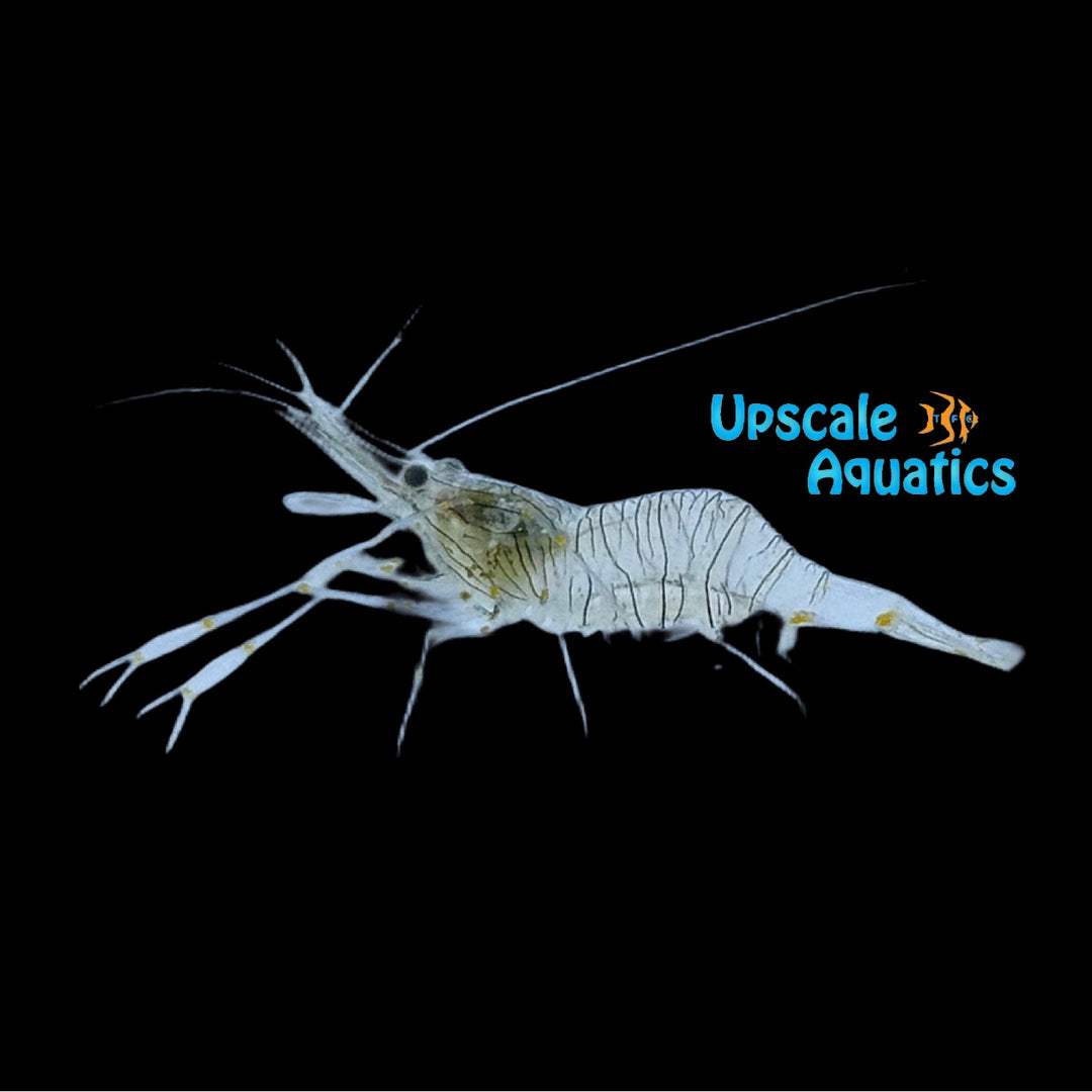 Ornate Glass Shrimp (Palaemon serratus)
