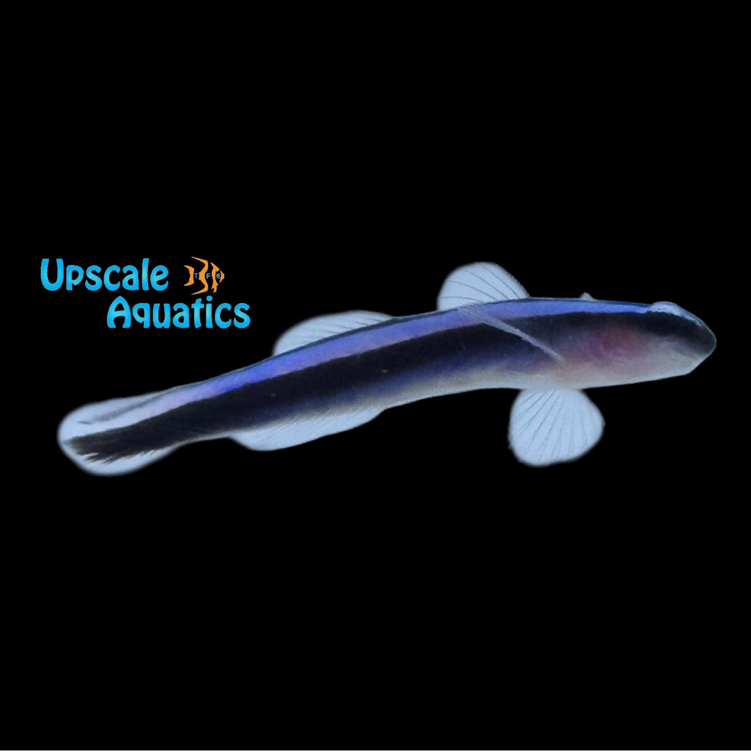 Blue Neon Goby (Elacatinus oceanops)