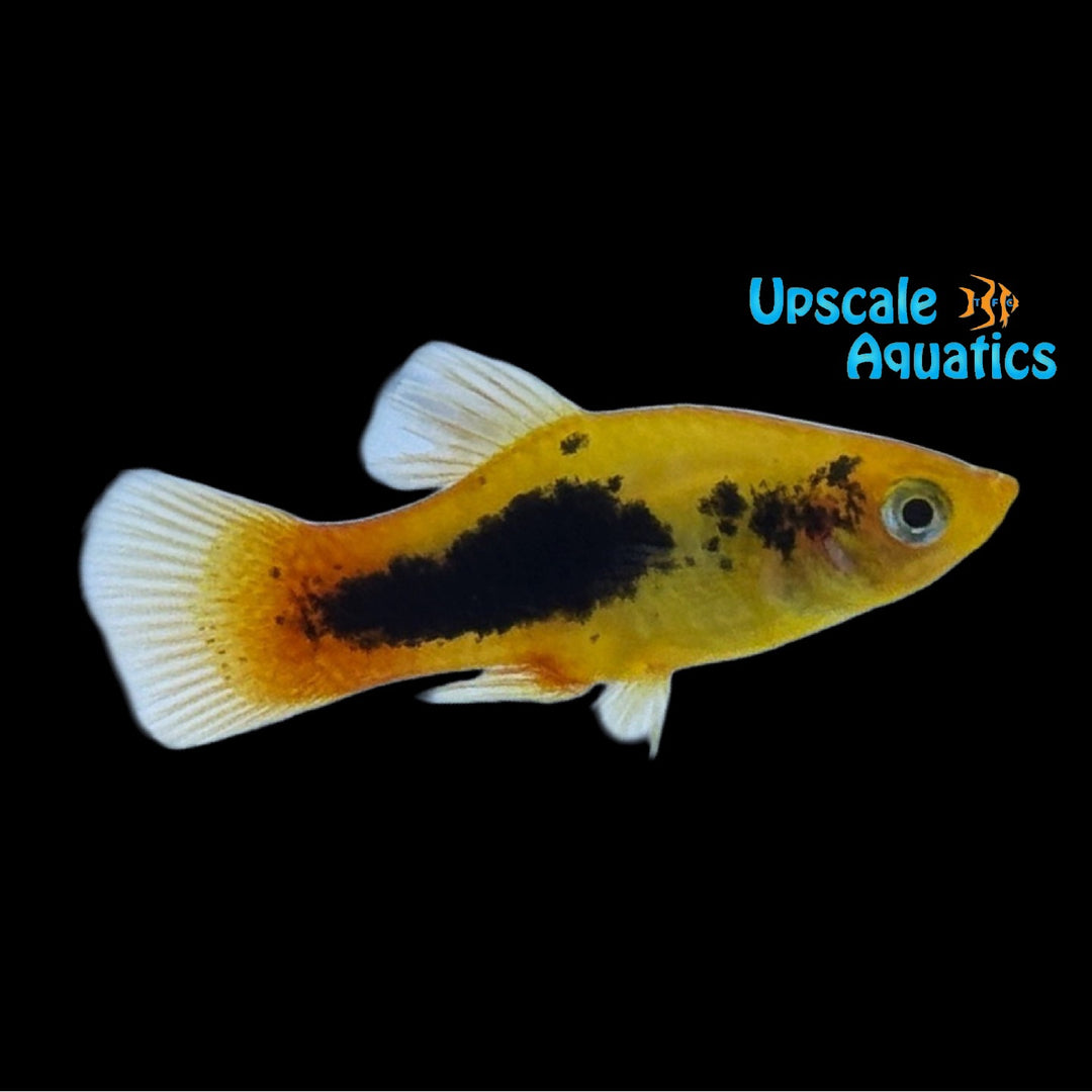 Marigold Tuxedo Variatus (Xiphophorus variatus)