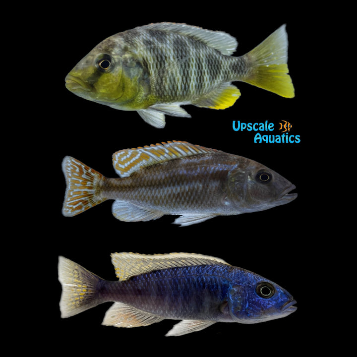 Assorted Hap (Haplochromis sp.)