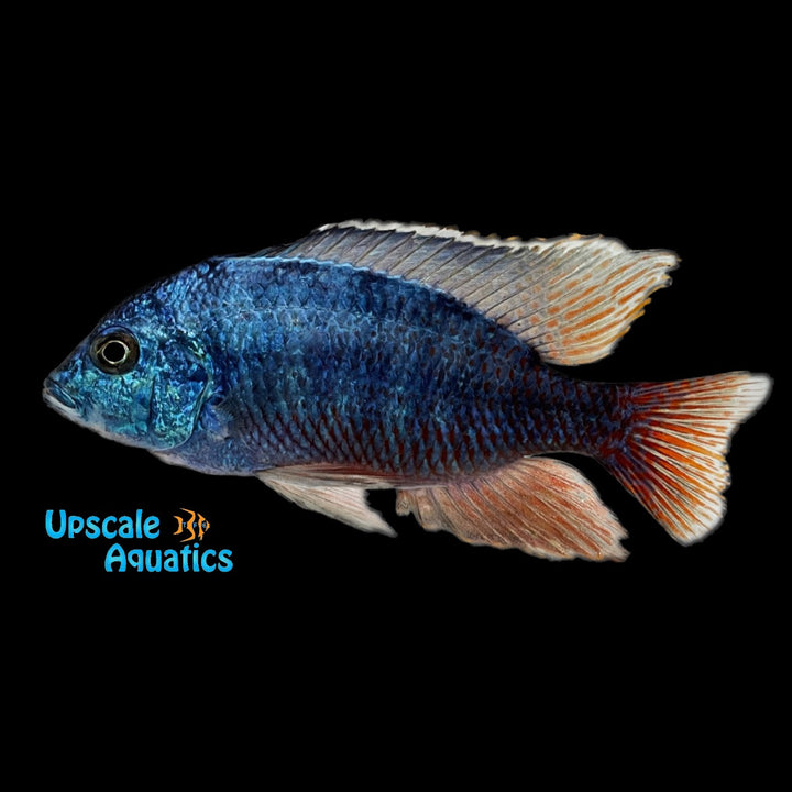Red Empress Cichlid (Protomelas taeniolatus)