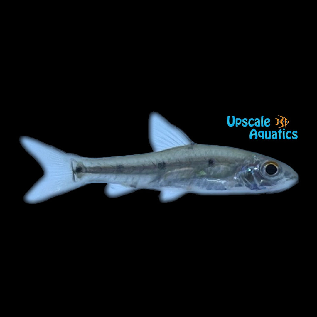 Sidespot Barb (Enteromius neefi)