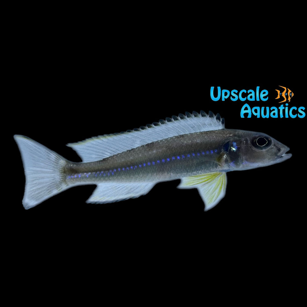 Reganochromis Calliurus