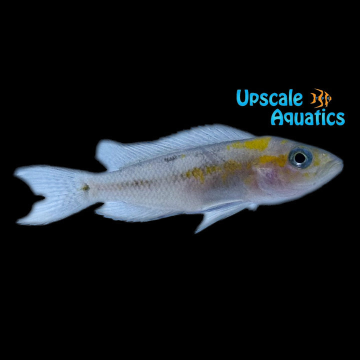 Neolamprologus Cygnus (Neolamprologus falcicula cygnus)
