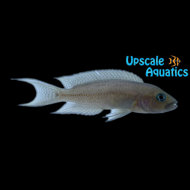Neolamprologus Cygnus (Neolamprologus falcicula cygnus)