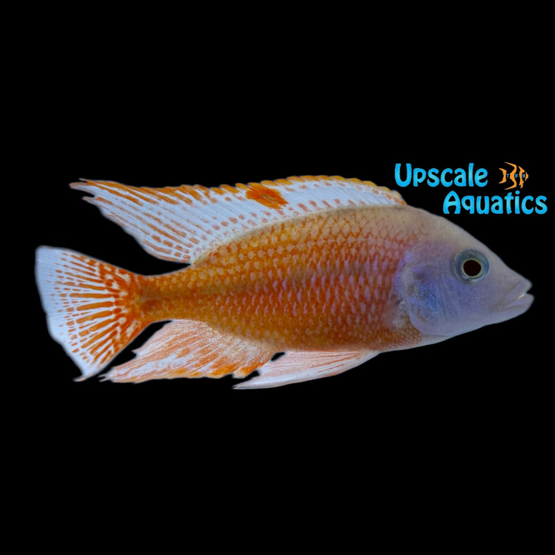 Albino Red Empress Cichlid (Protomelas taeniolatus albino)