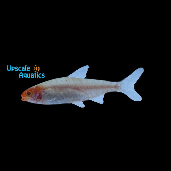 Albino Rummynose Tetra (Hemigrammus bleheri var.)