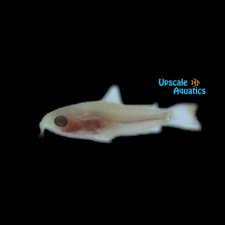 Albino Pygmy Cory (Corydoras pygmaeus albino)