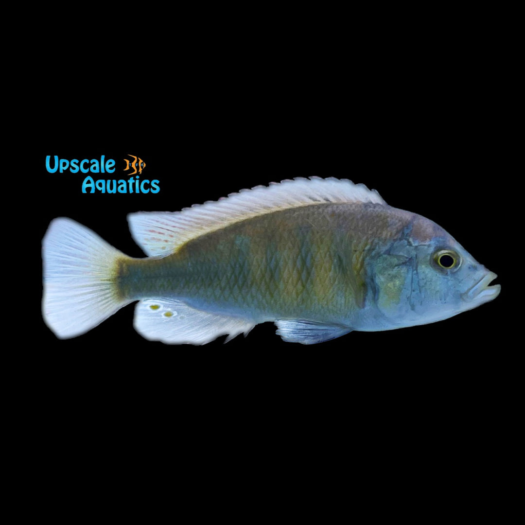 Hippo Point Salmon Cichlid (Ptyochromis sp.)