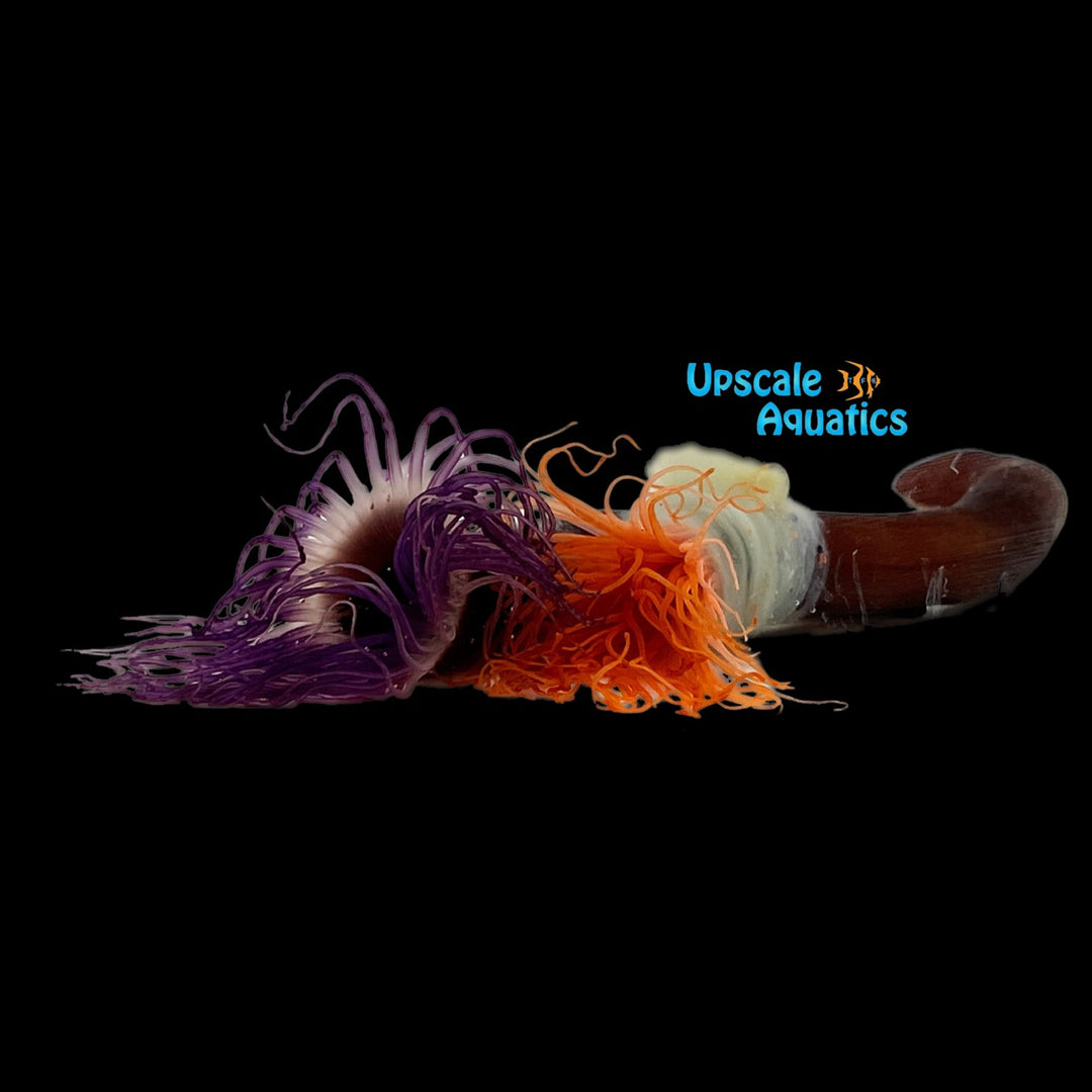 Assorted Tube Anemone (Cerianthus sp.)