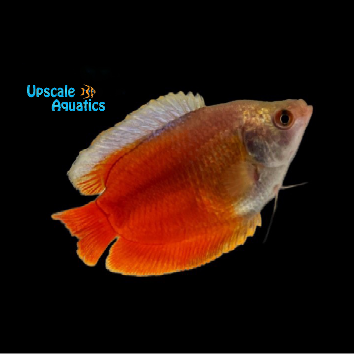 Flame Dwarf Gourami (Trichogaster lalius)