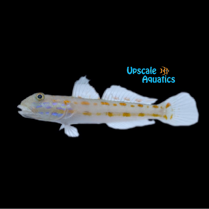 Diamond Goby (Valenciennea puellaris)