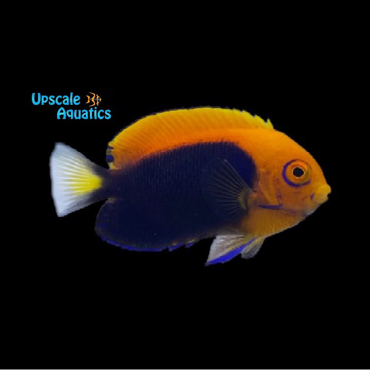 Flameback Angelfish (Centropyge acanthops)