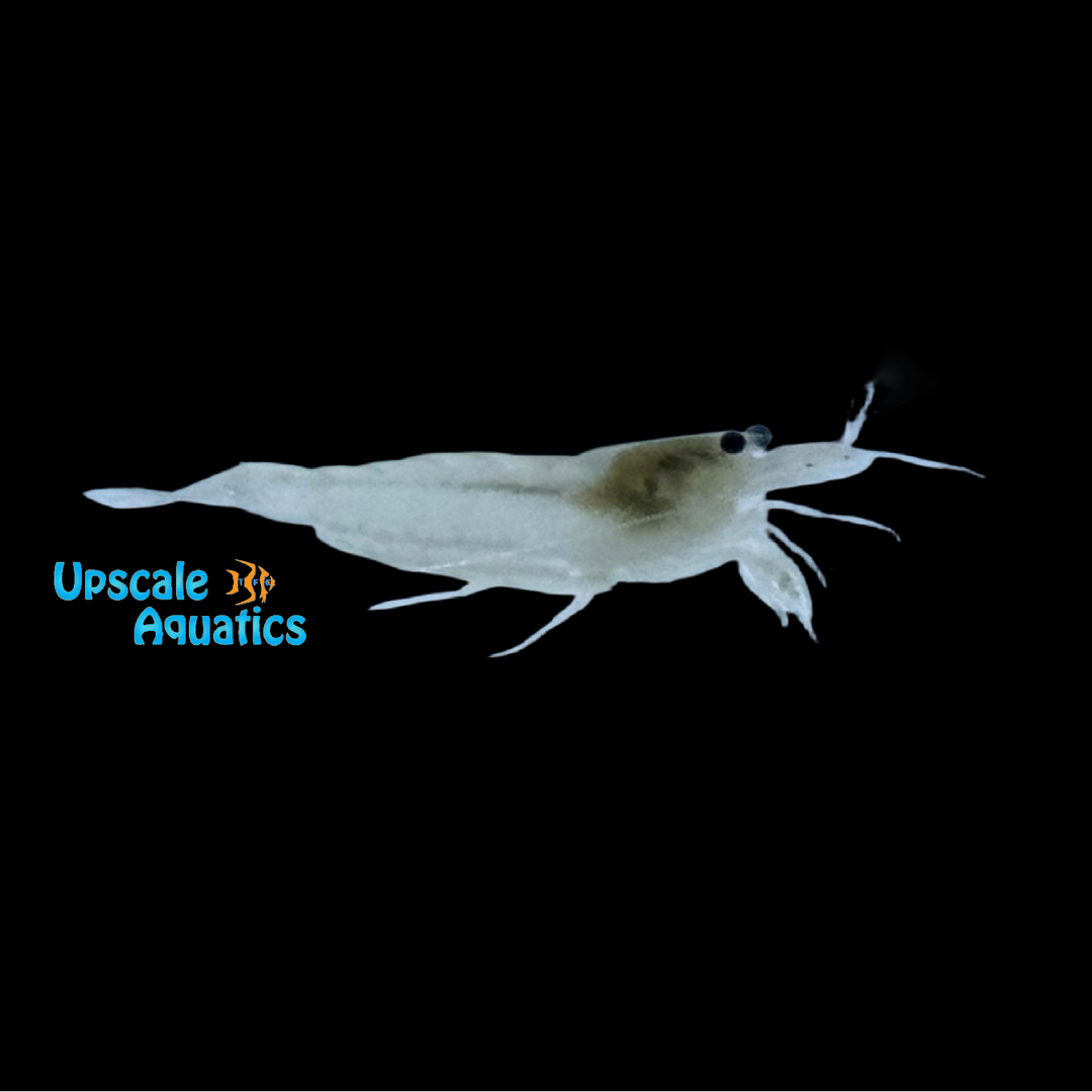 Snow White Amano Shrimp (Caridina multidentata 'Snow White')