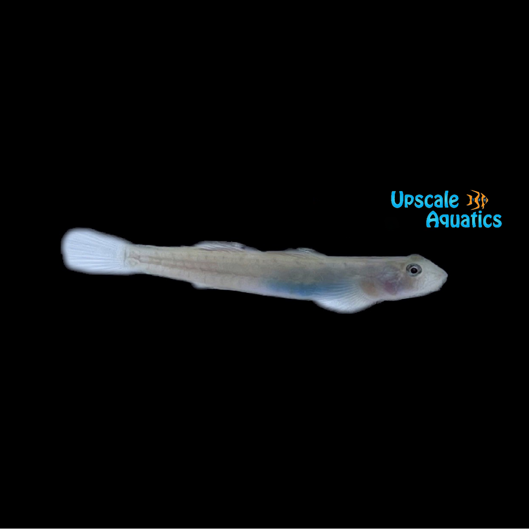 Blue Belly Goby (Lentipes ikeae)